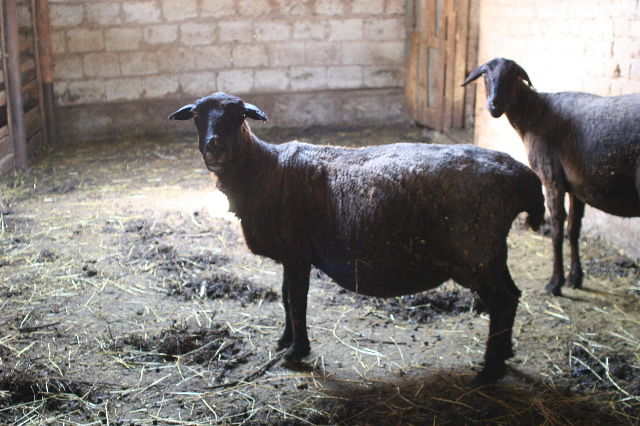 Don Aryk village, Tokmak